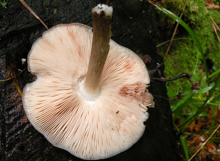 Pluteus cervinus?